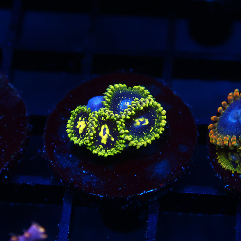 Exospheres