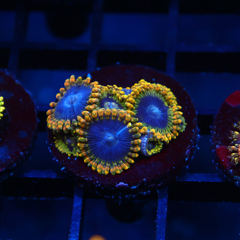 Rainbow Yodas