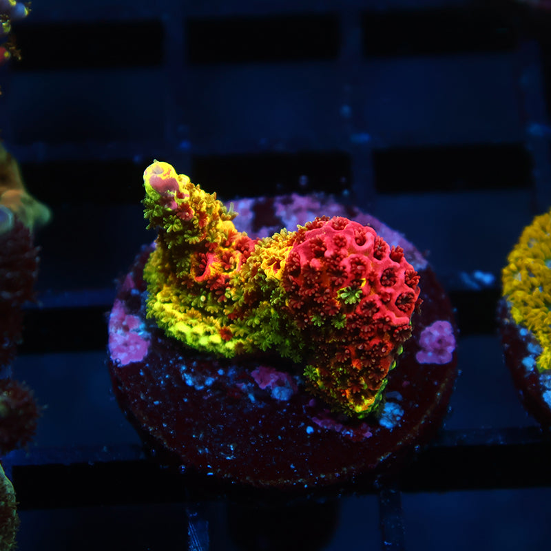 RRC Rainbow Splice Chunk