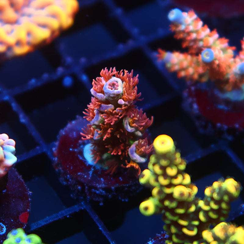 TCK Popcorn Polyps Tenuis