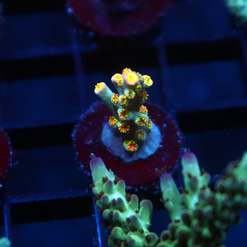 TCK Rainbow Unicorn Speciosa