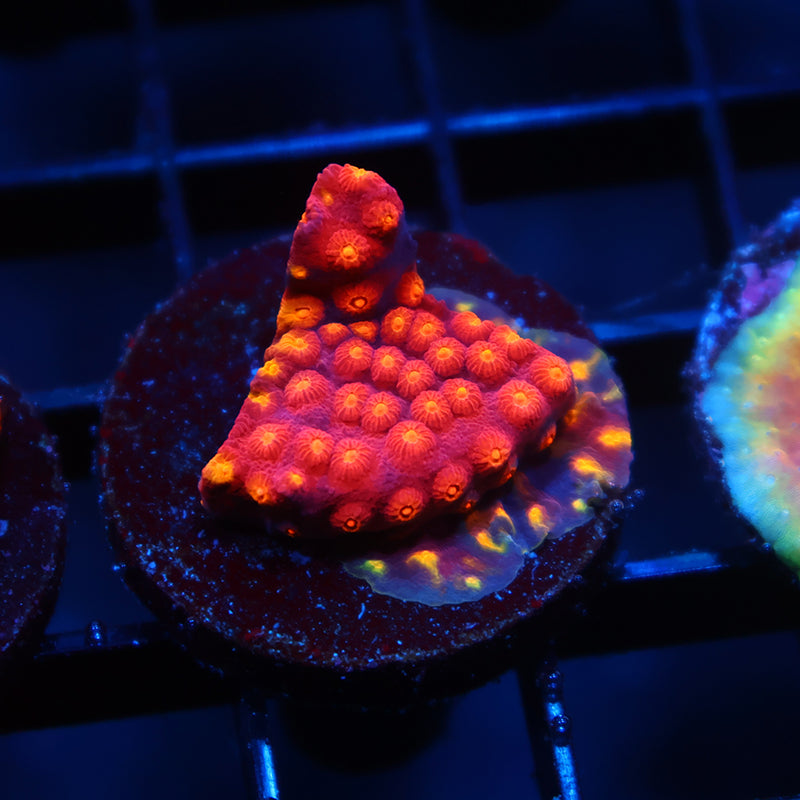 TCK Rainbow Abstract Cyphastrea
