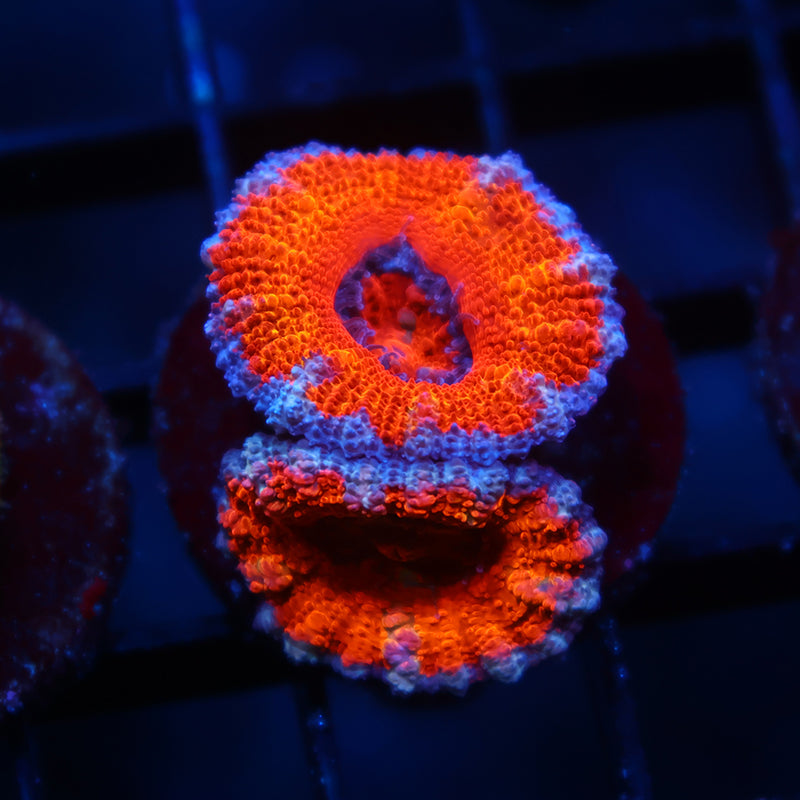 TCK Orange Rainbow Acan Lord