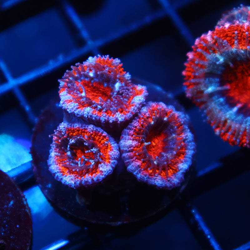 Red Acan Lord