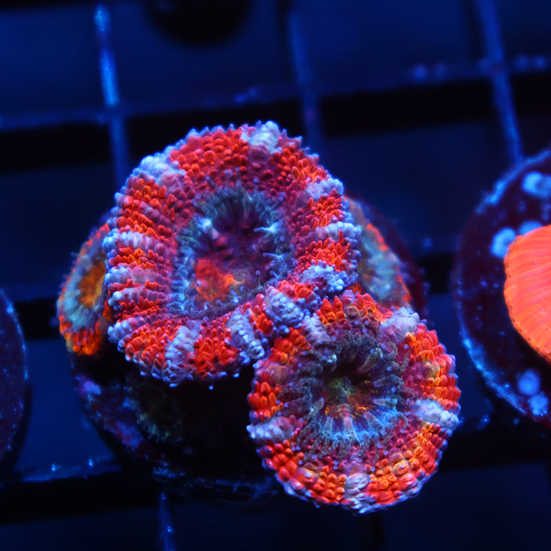 TCK Pink Acan Lord