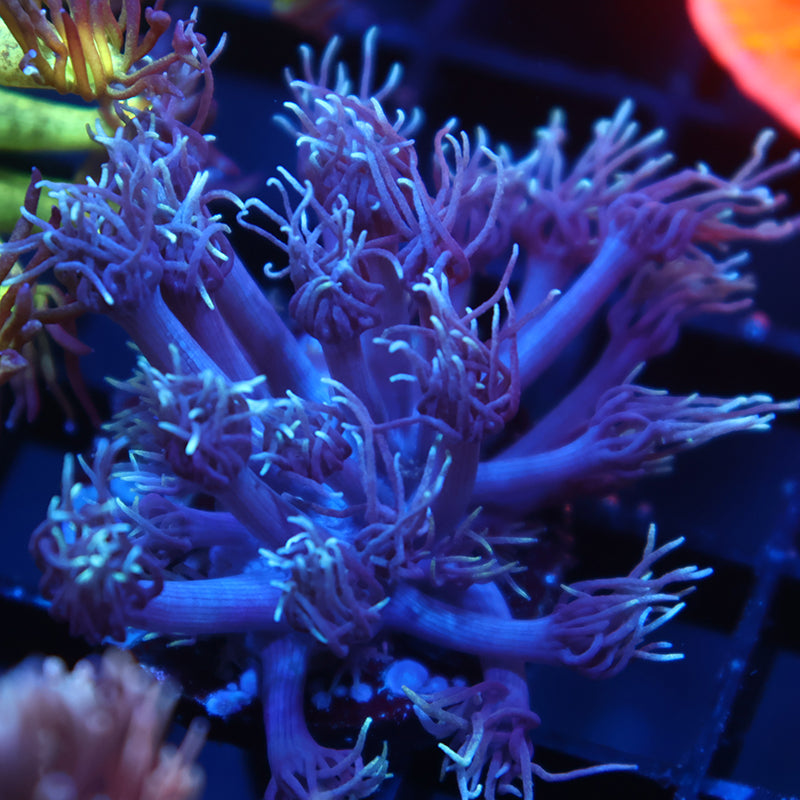 TCK Purple Goni