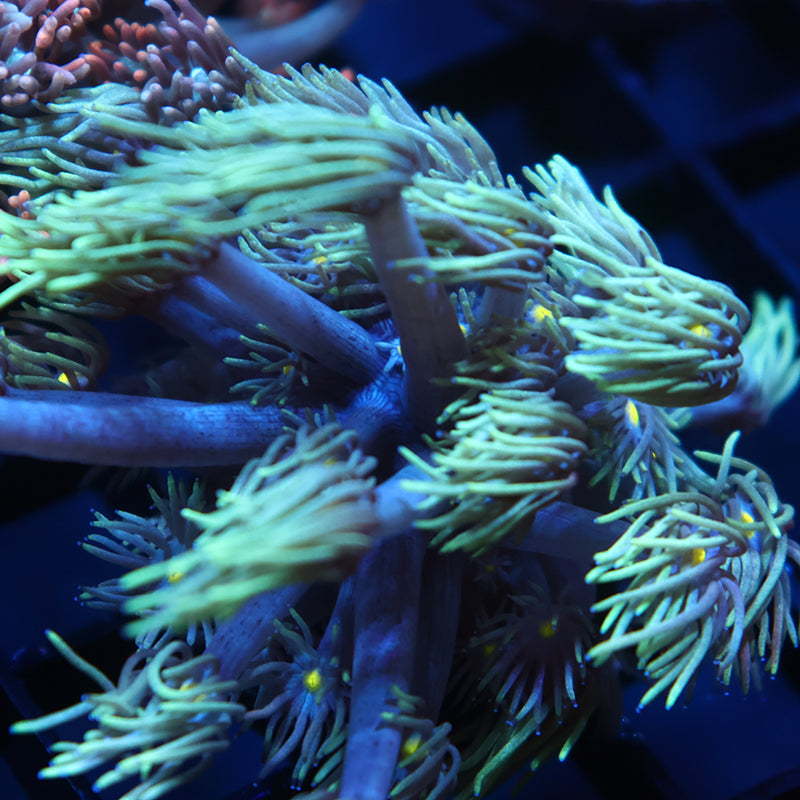 TCK Alien Tips Goni