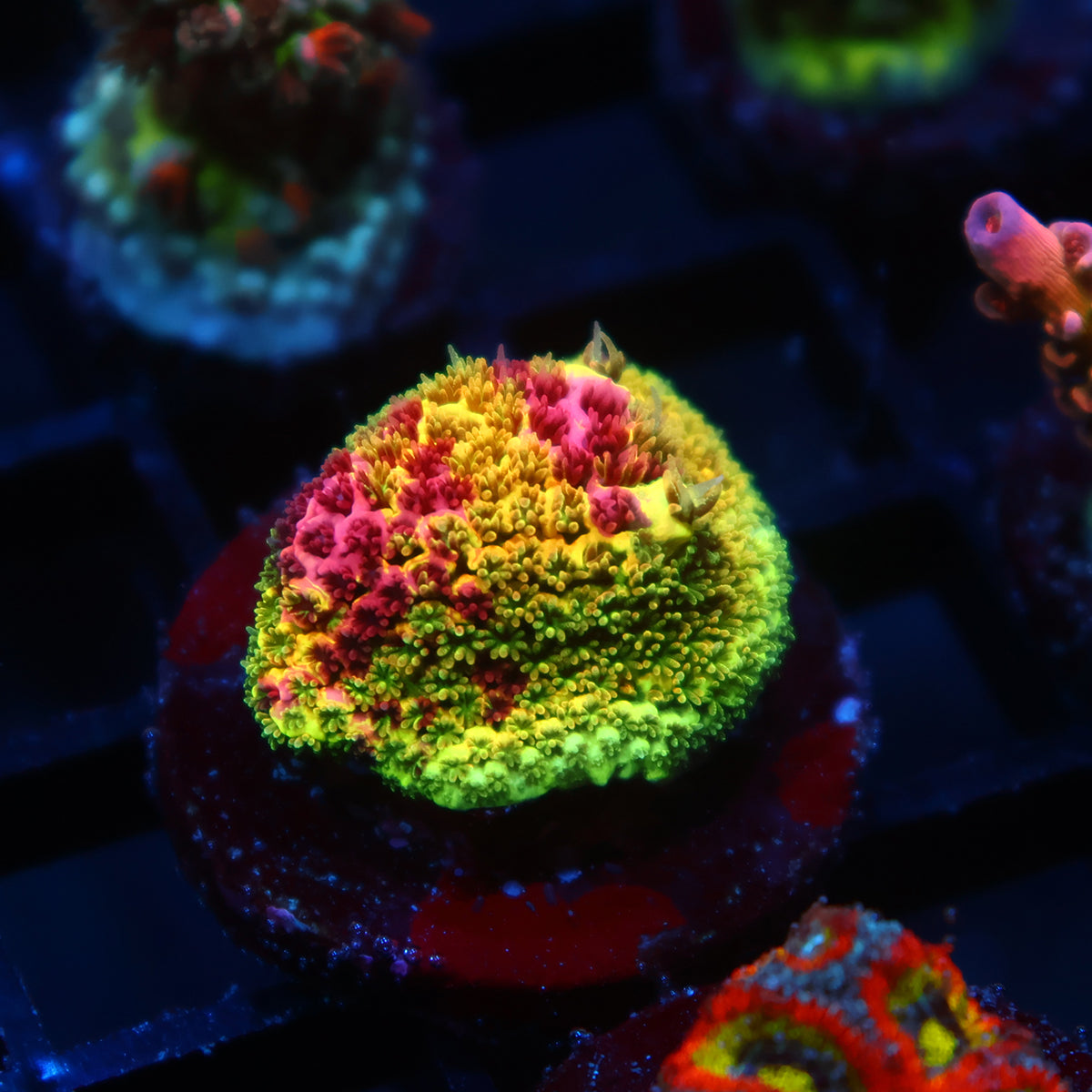RRC Rainbow Splice Cookie