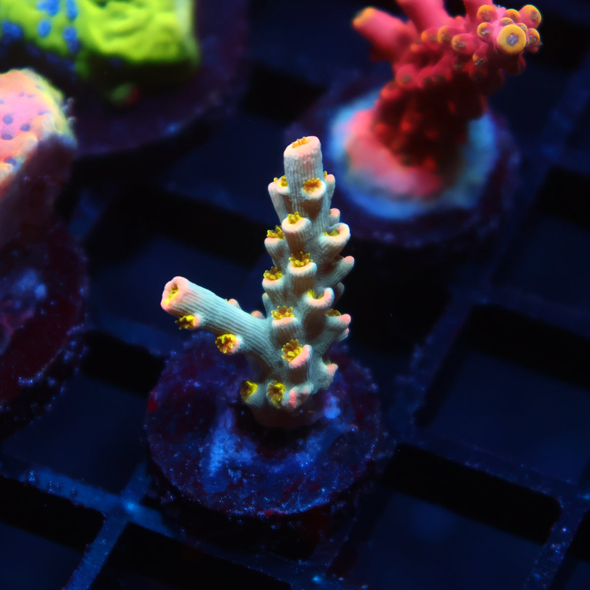 TCK Rainbow Unicorn Speciosa