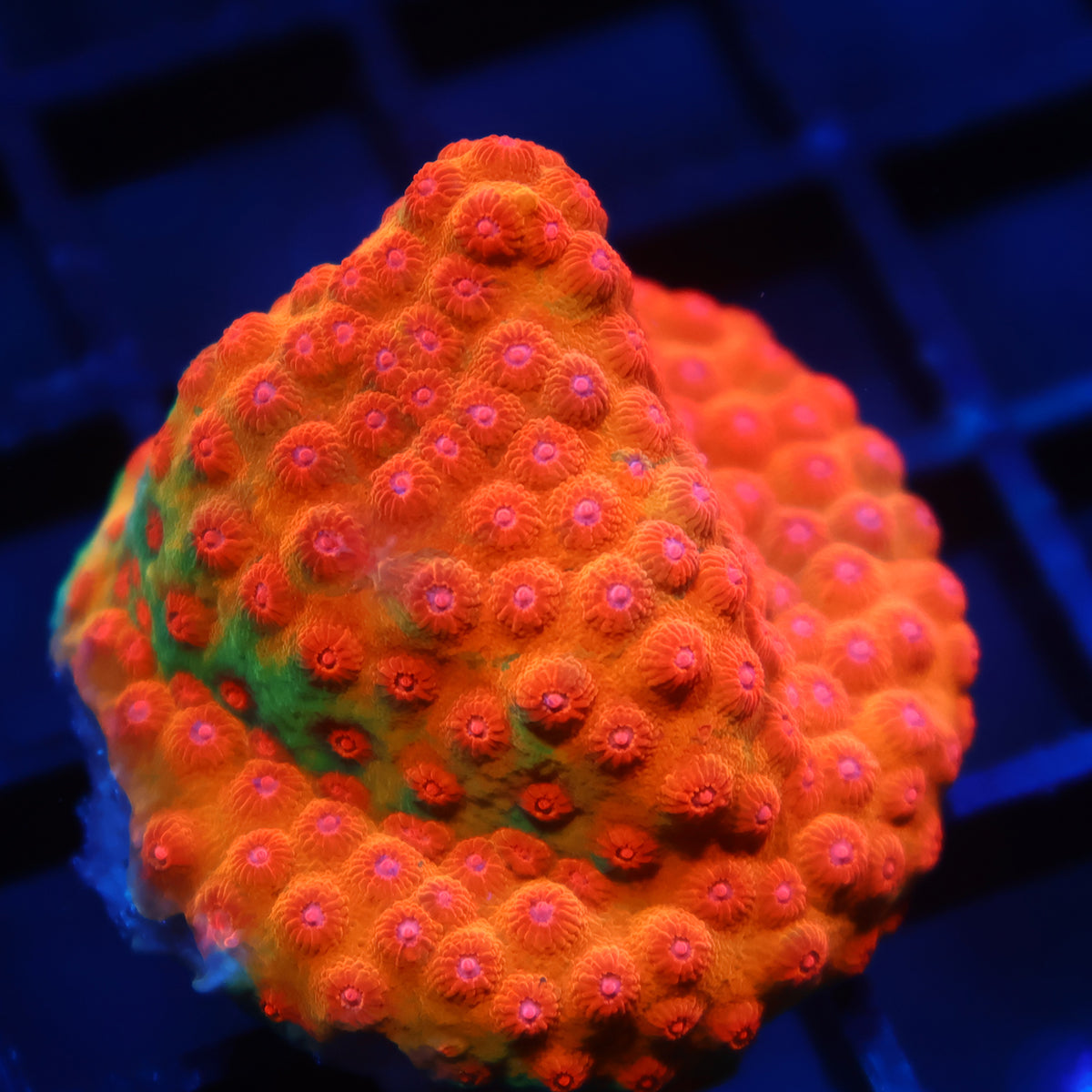 WWC Defcon Cyphastrea