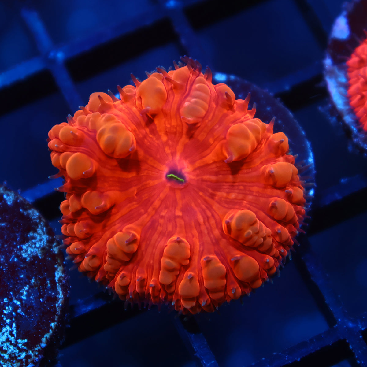 TCK Ruby Red Blasto