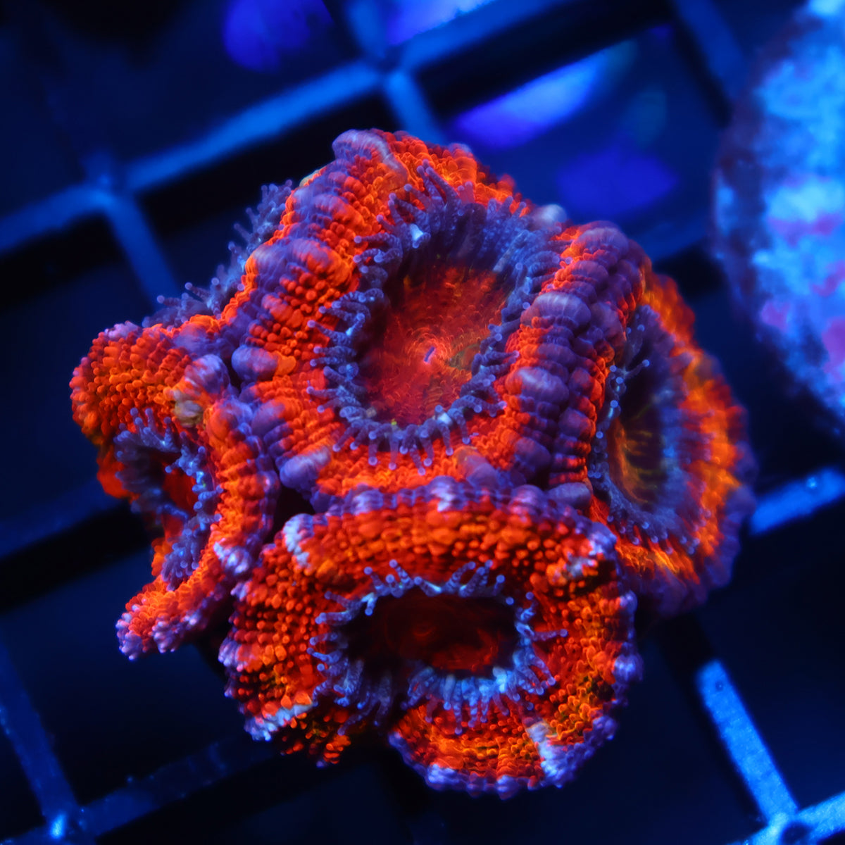 TCK Fluffy Rainbow Acan Lord
