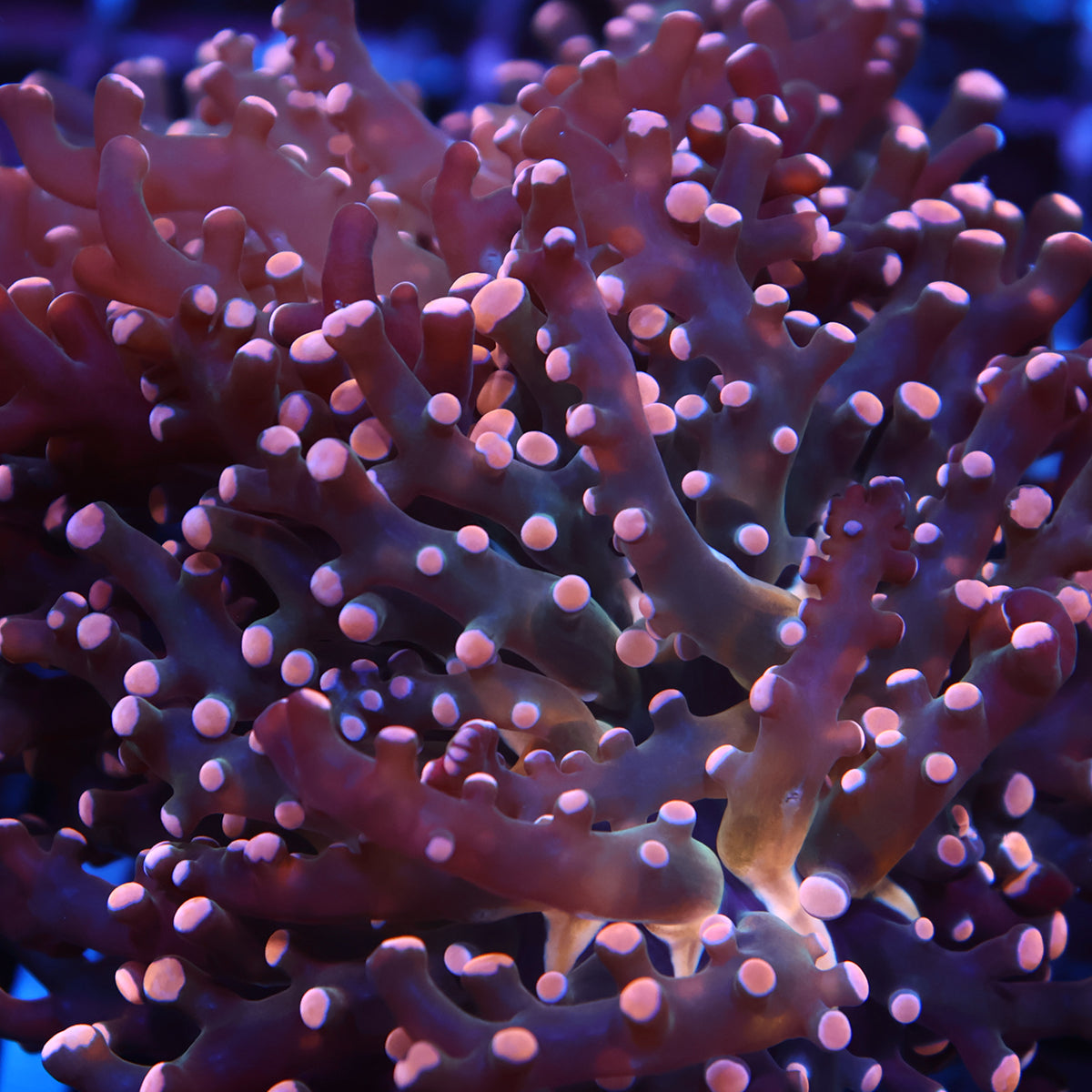 TCK Branching Peach Frogspawn