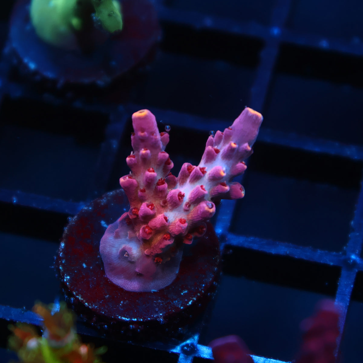 TCK Kaleidoscope Red Side