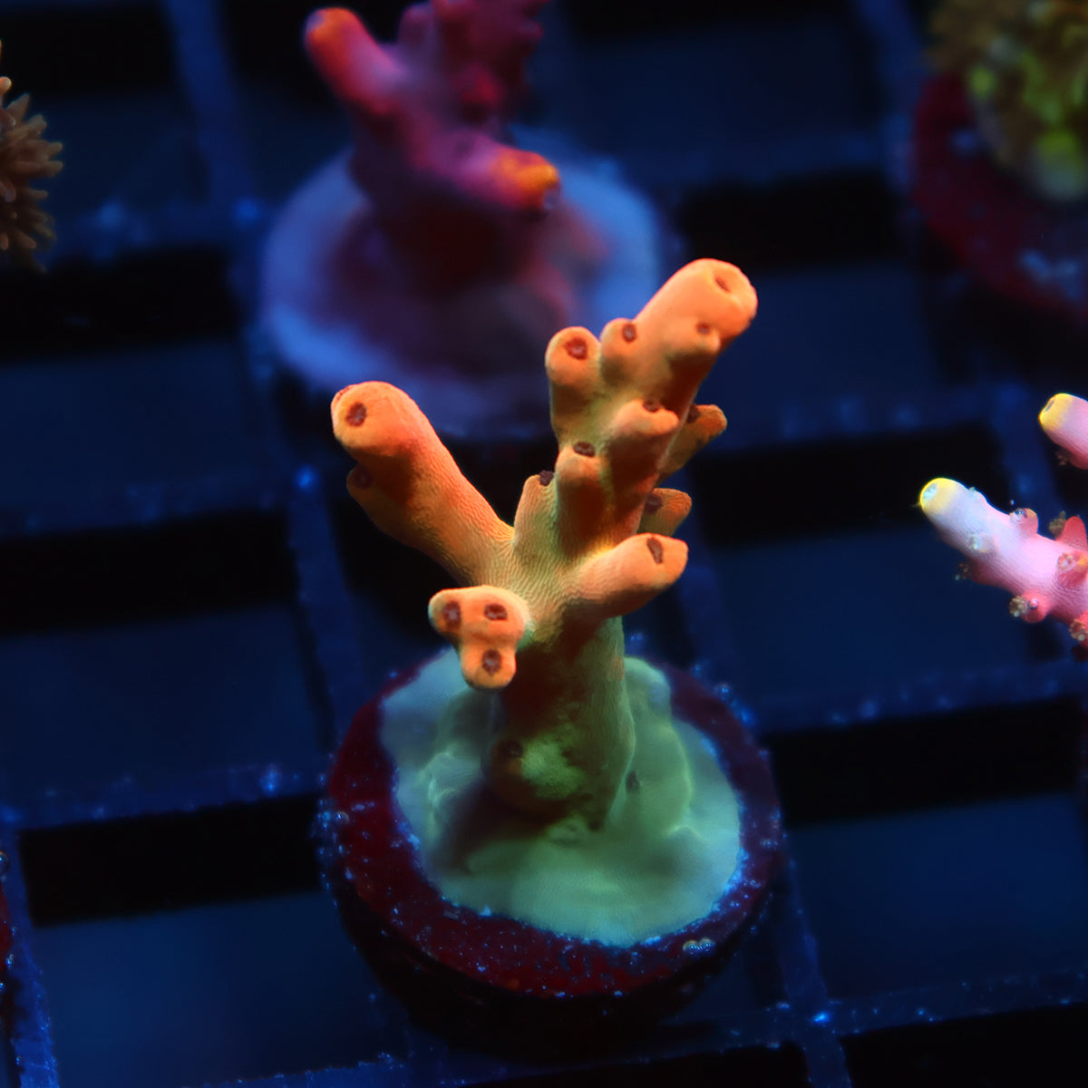 TCK Jawbreaker Acro