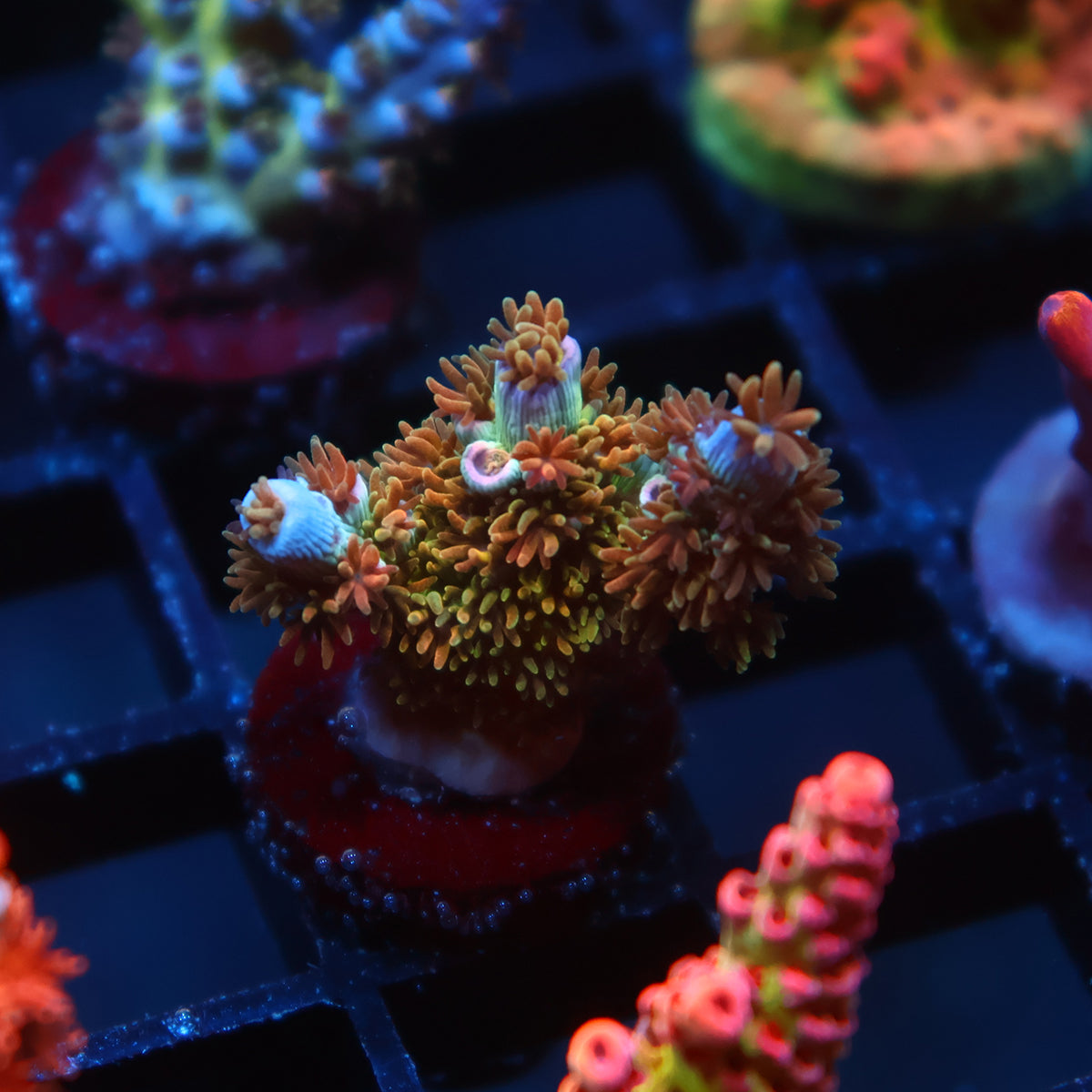 TCK Troll Hair Tenuis