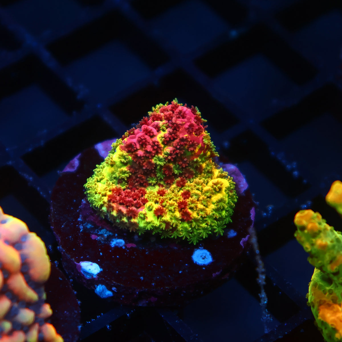 Crazy RRC Rainbow Splice Cookie