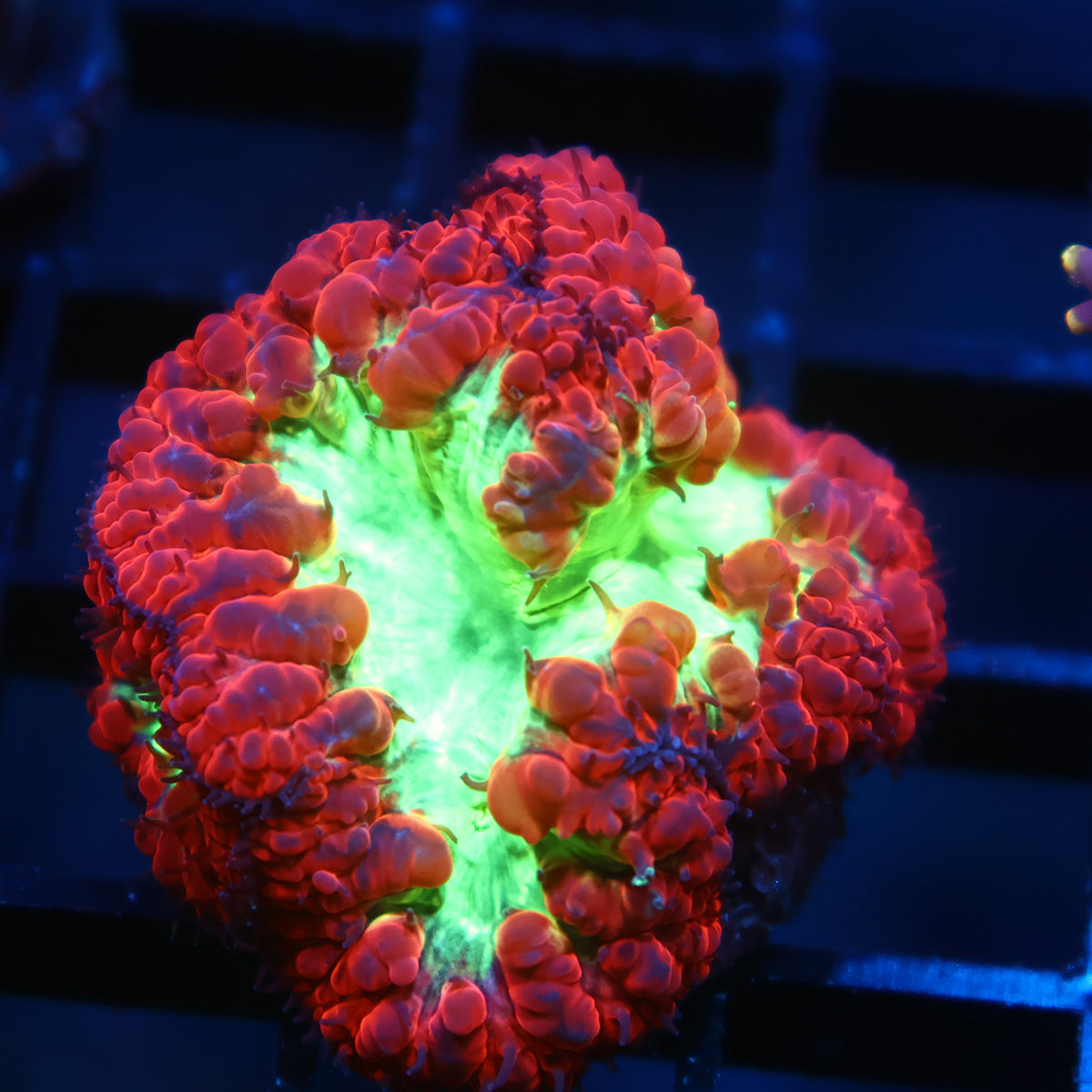 TCK Big Polyp Sour Apple Blasto