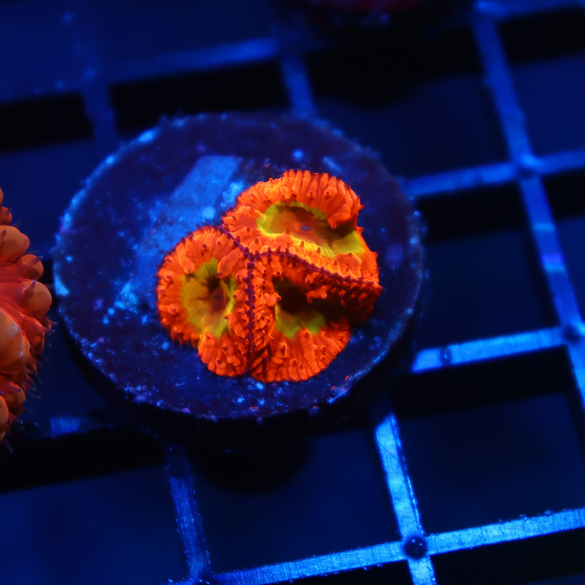 WWC OG Rainbow Blastos