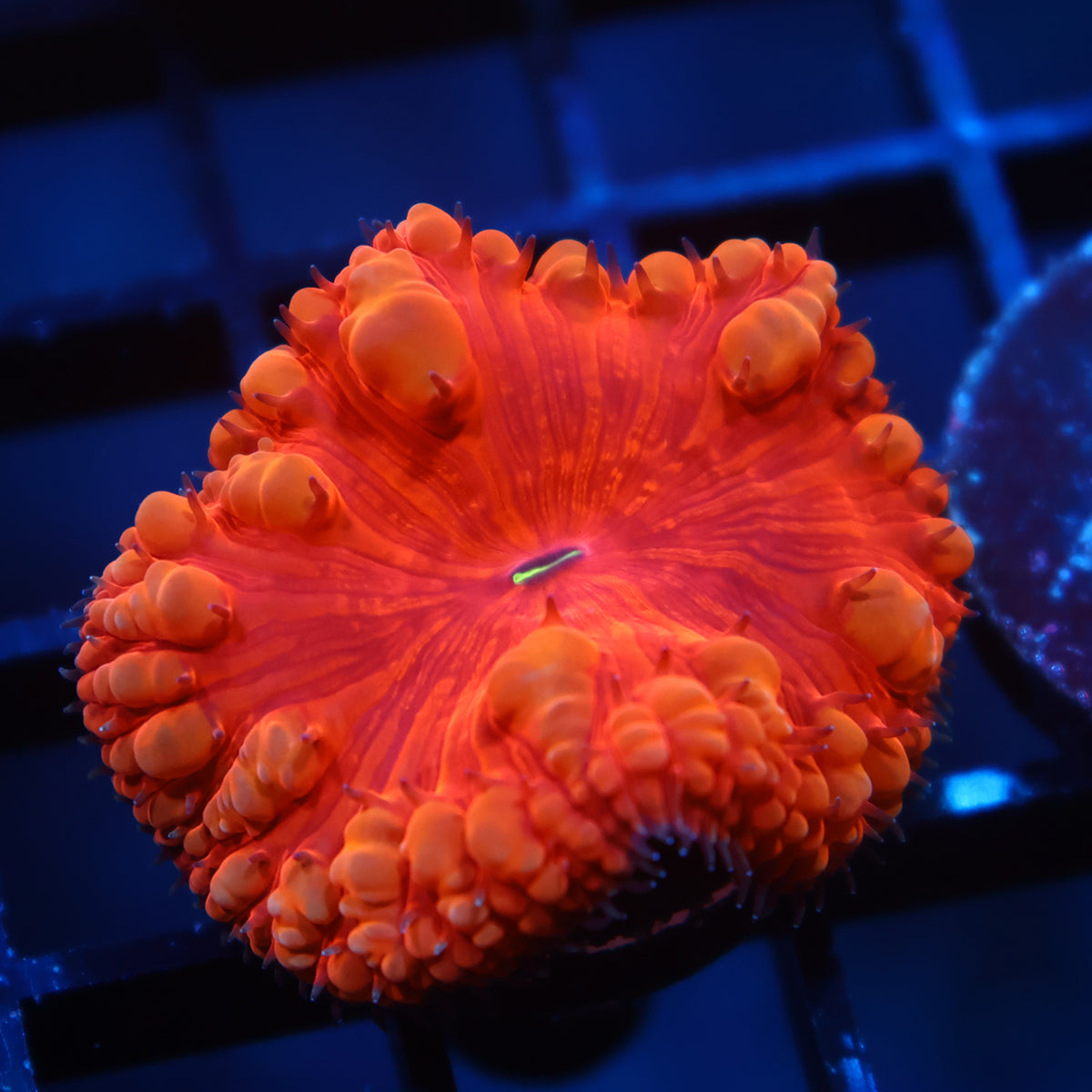 TCK Ruby Red Blasto