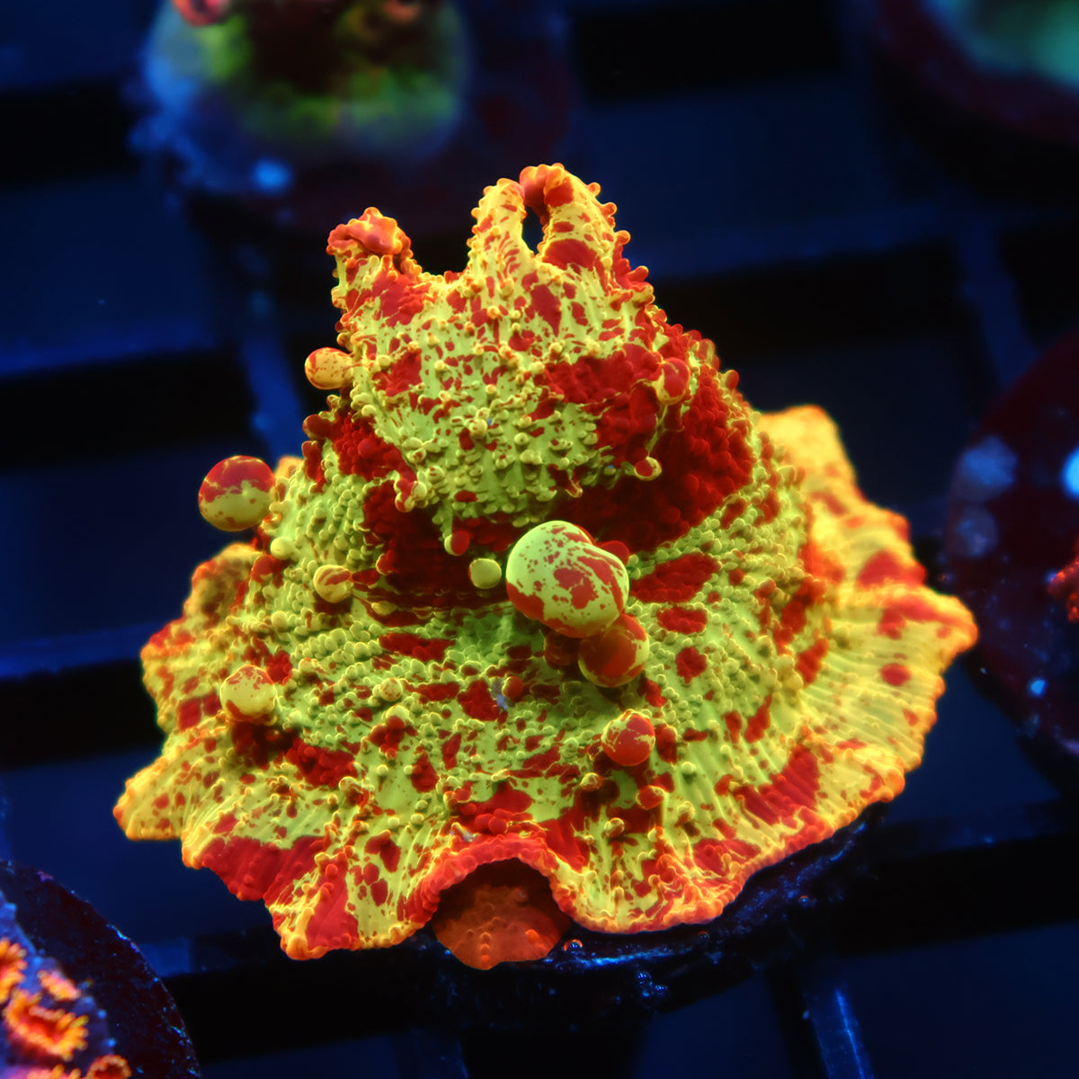 Insane Mythical Corals Eclectus Bounce Mushroom