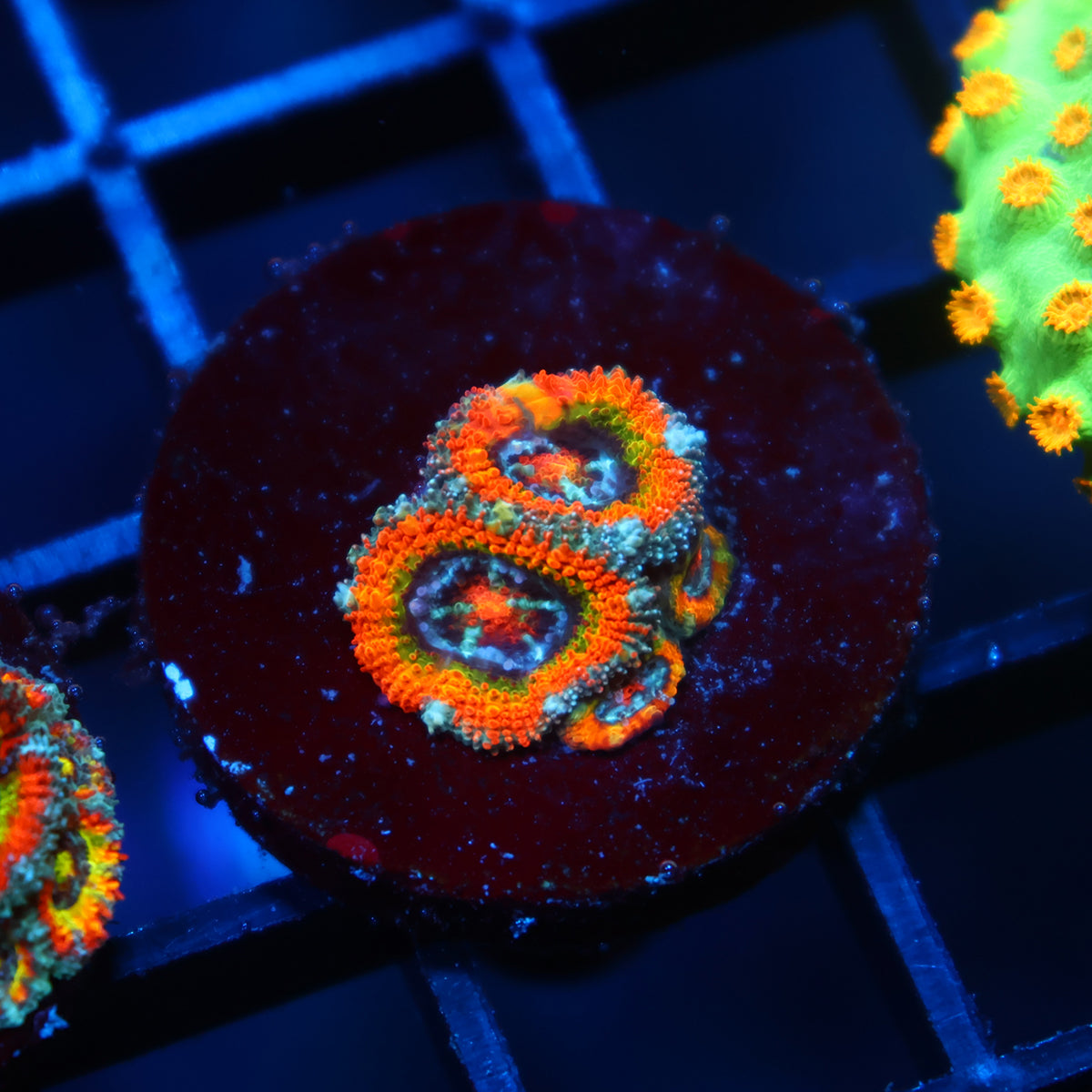 ECC OG Rainbow Roads Micromussa