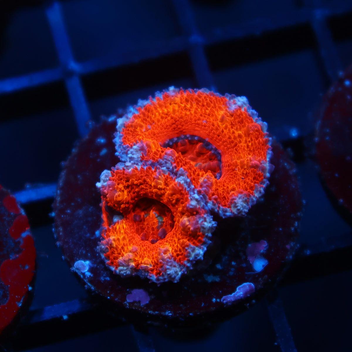 TCK Orange Rainbow Acan Lord