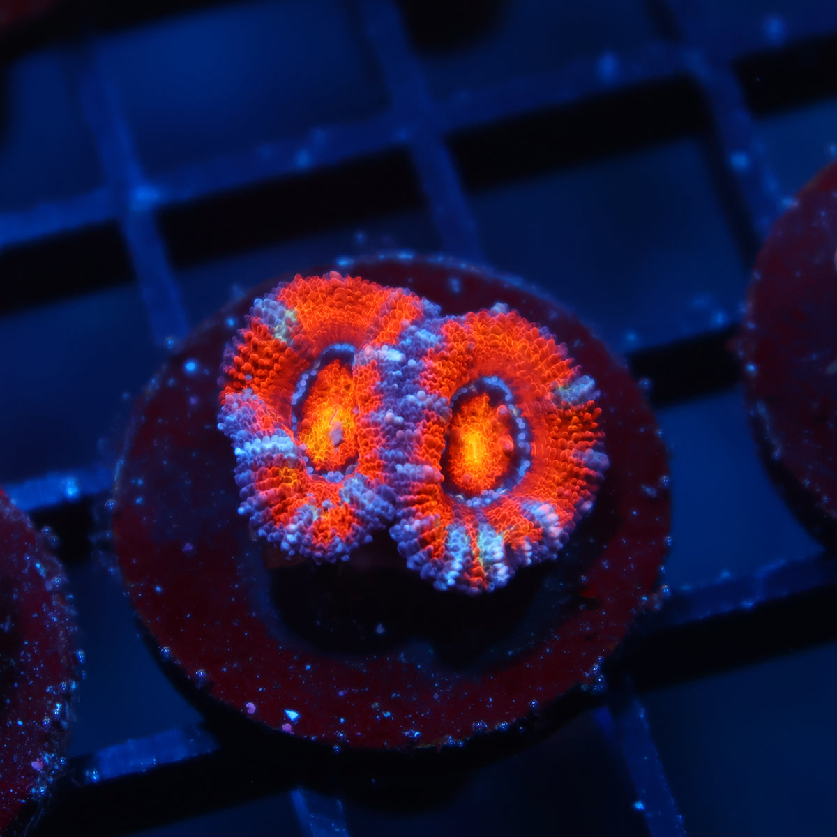 TCK Rainbow Swirl Acan Lord