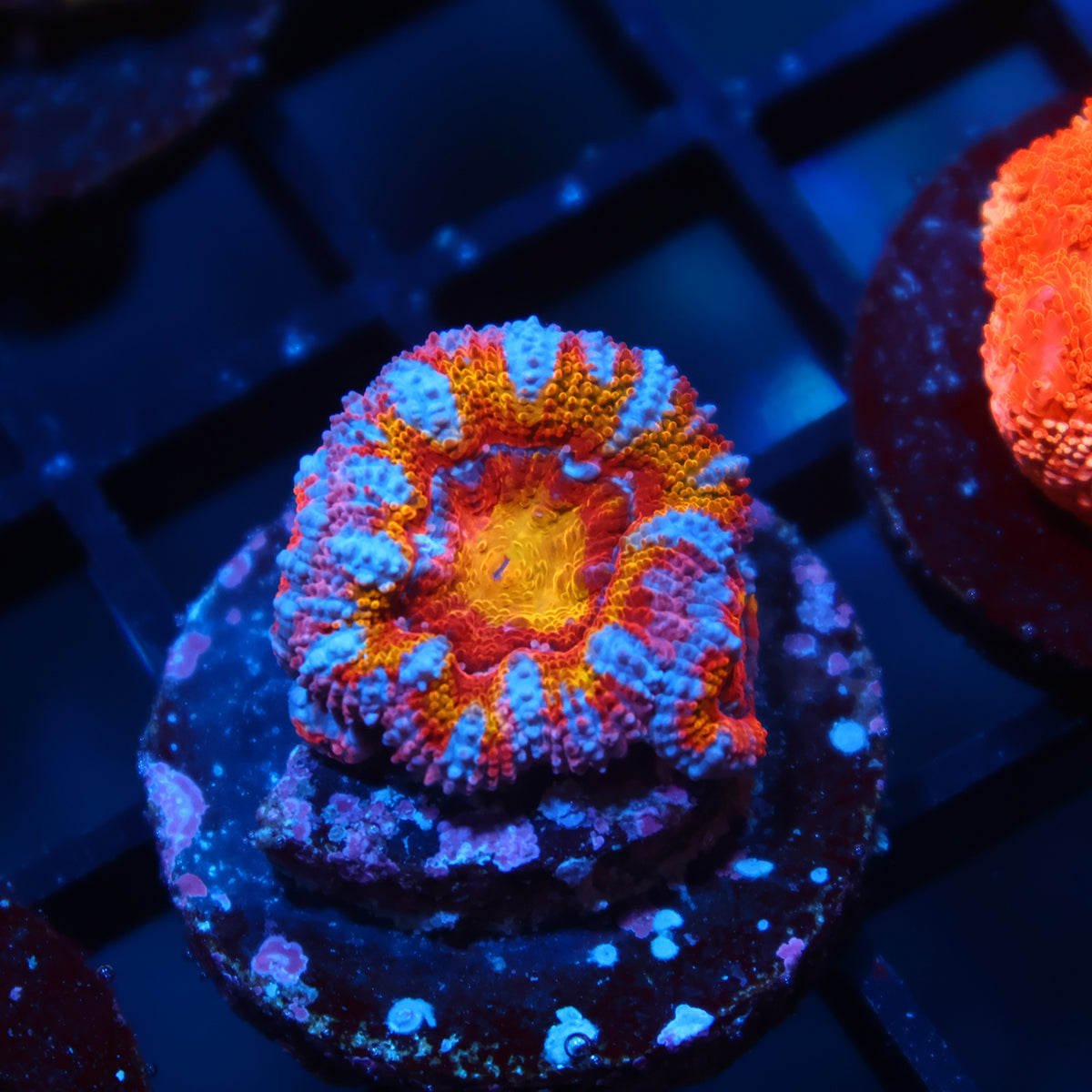 TCK Insanity Rainbow Acan Lord