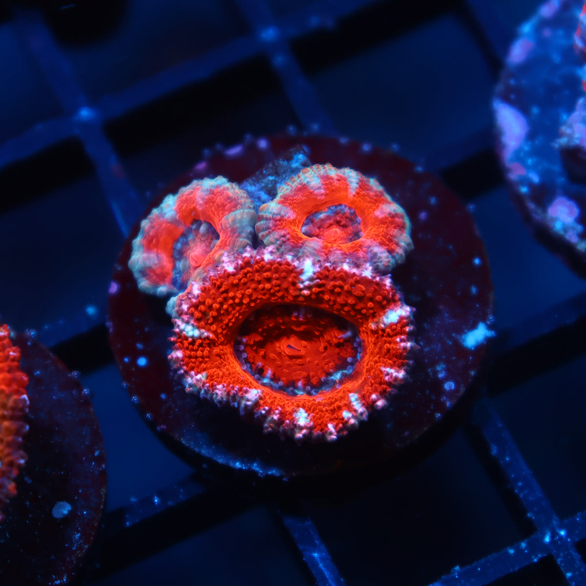 TCK Red Acan Lord