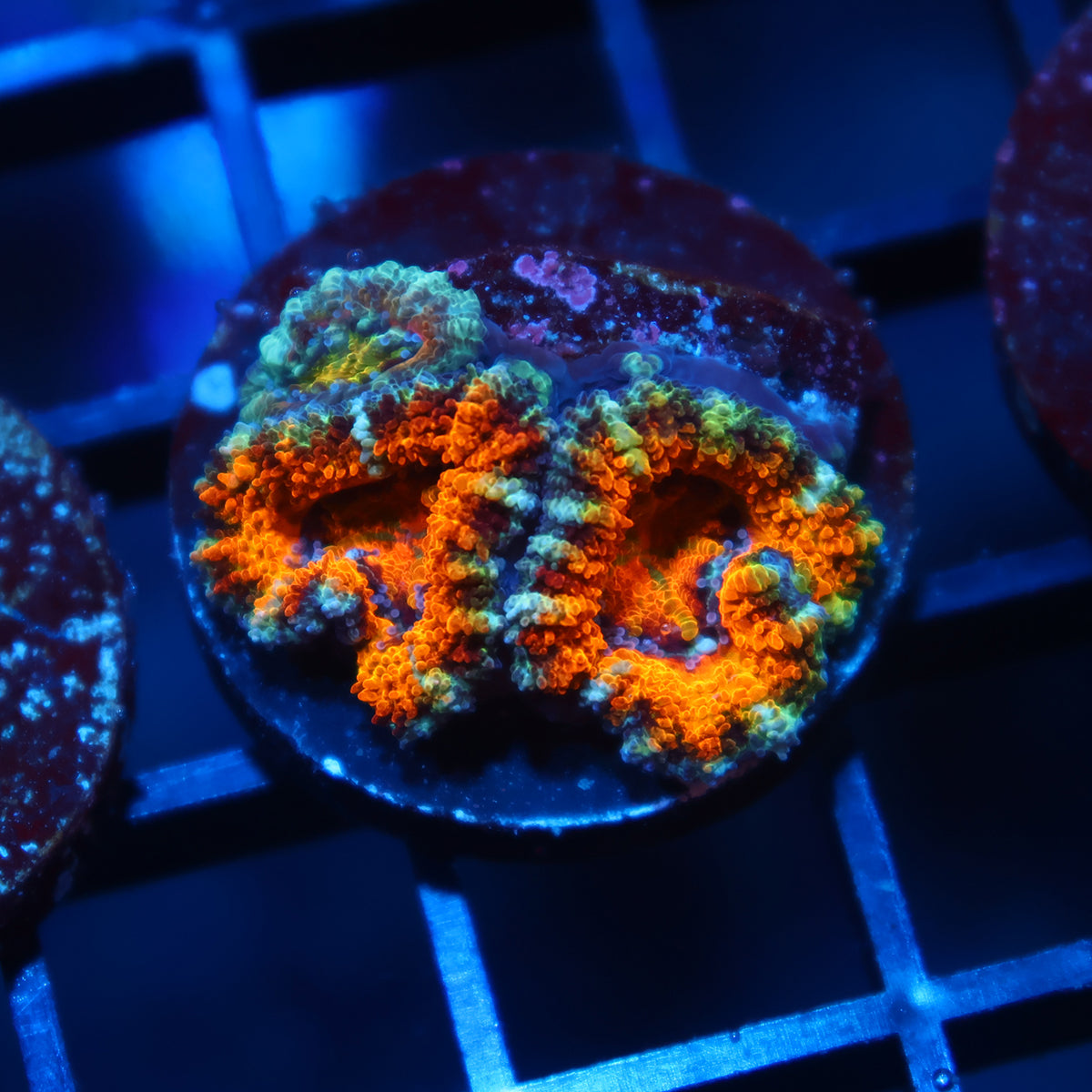 TCK Awesome Orange Acan Lord