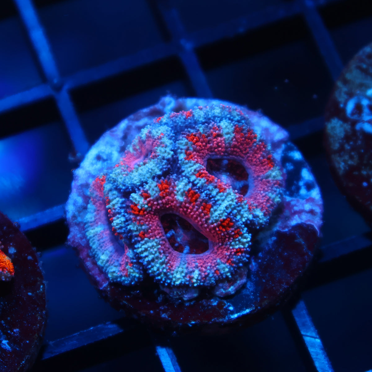 TCK Pink Acan Lord