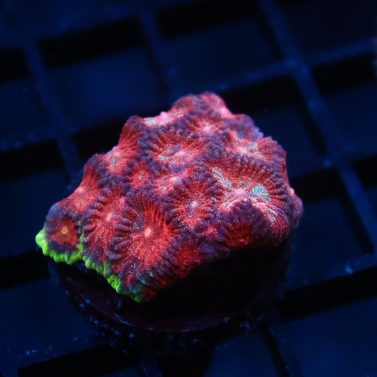 TCK Bejeweled Favia
