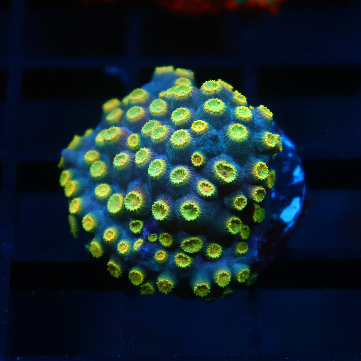 Zoolander Cyphastrea