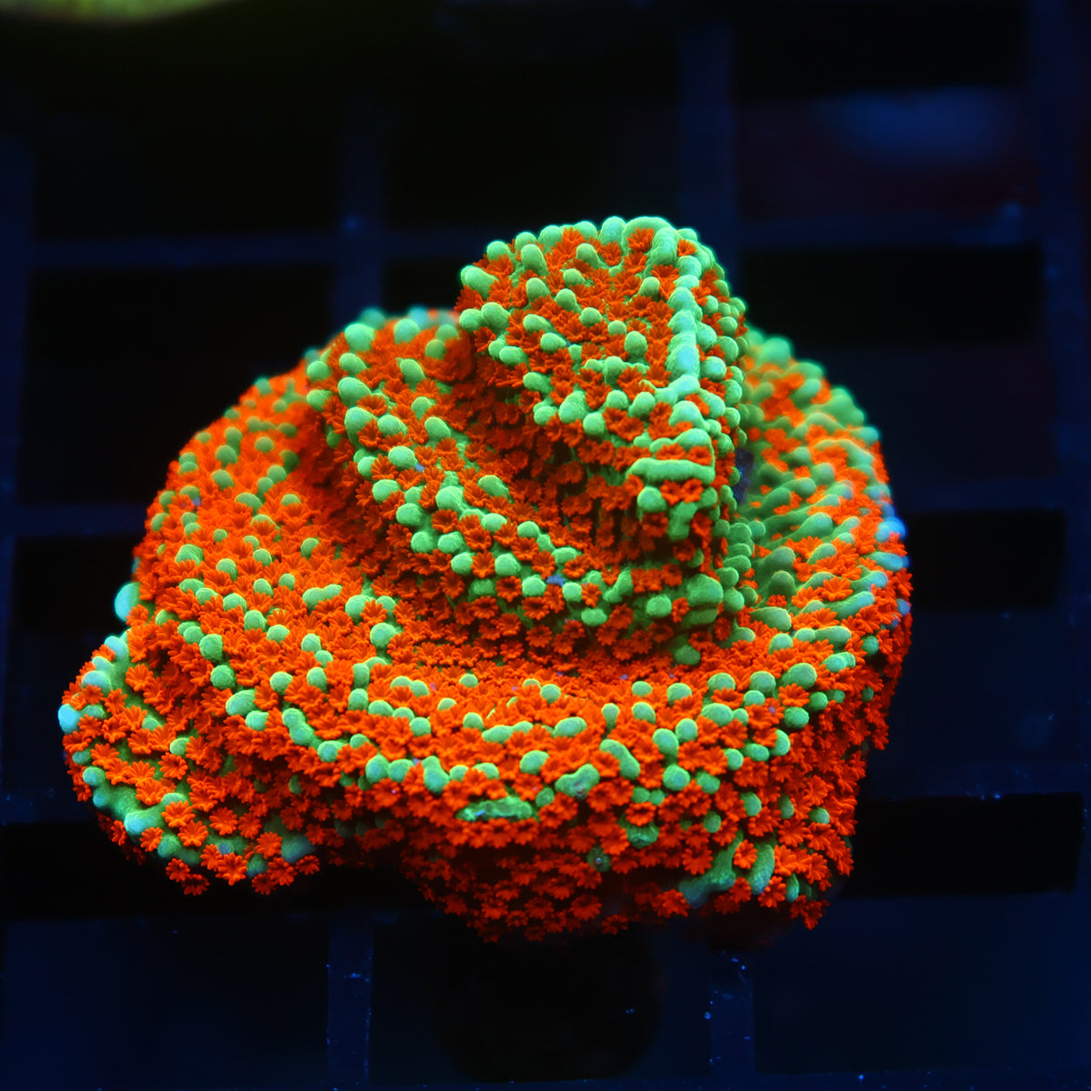 JF Aquaman Monti