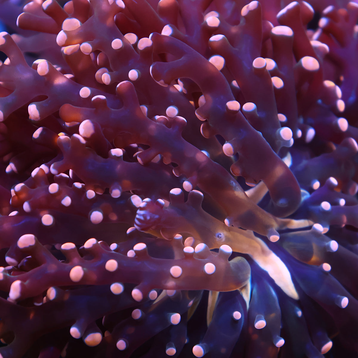 TCK Branching Peach Frogspawn