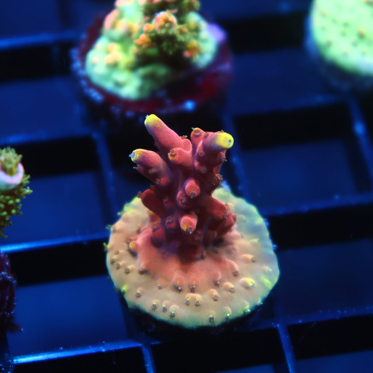 TCK New Dragon Acro