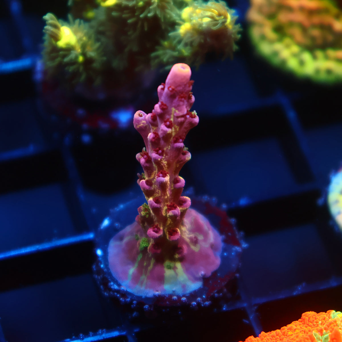 TCK Grafted Kaleidoscope