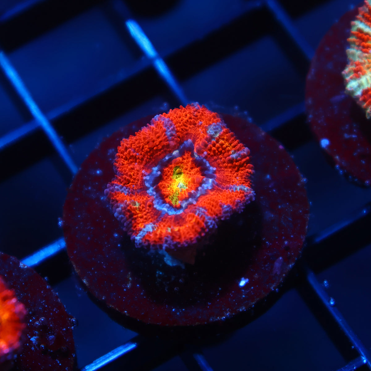 TCK Rainbow Swirl Acan Lord