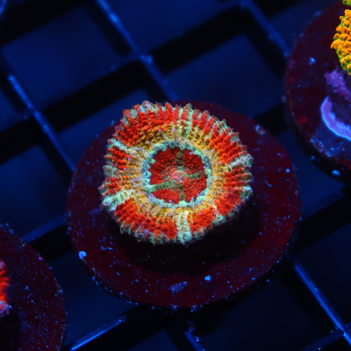 CC OG Rising Sun Acan Lord