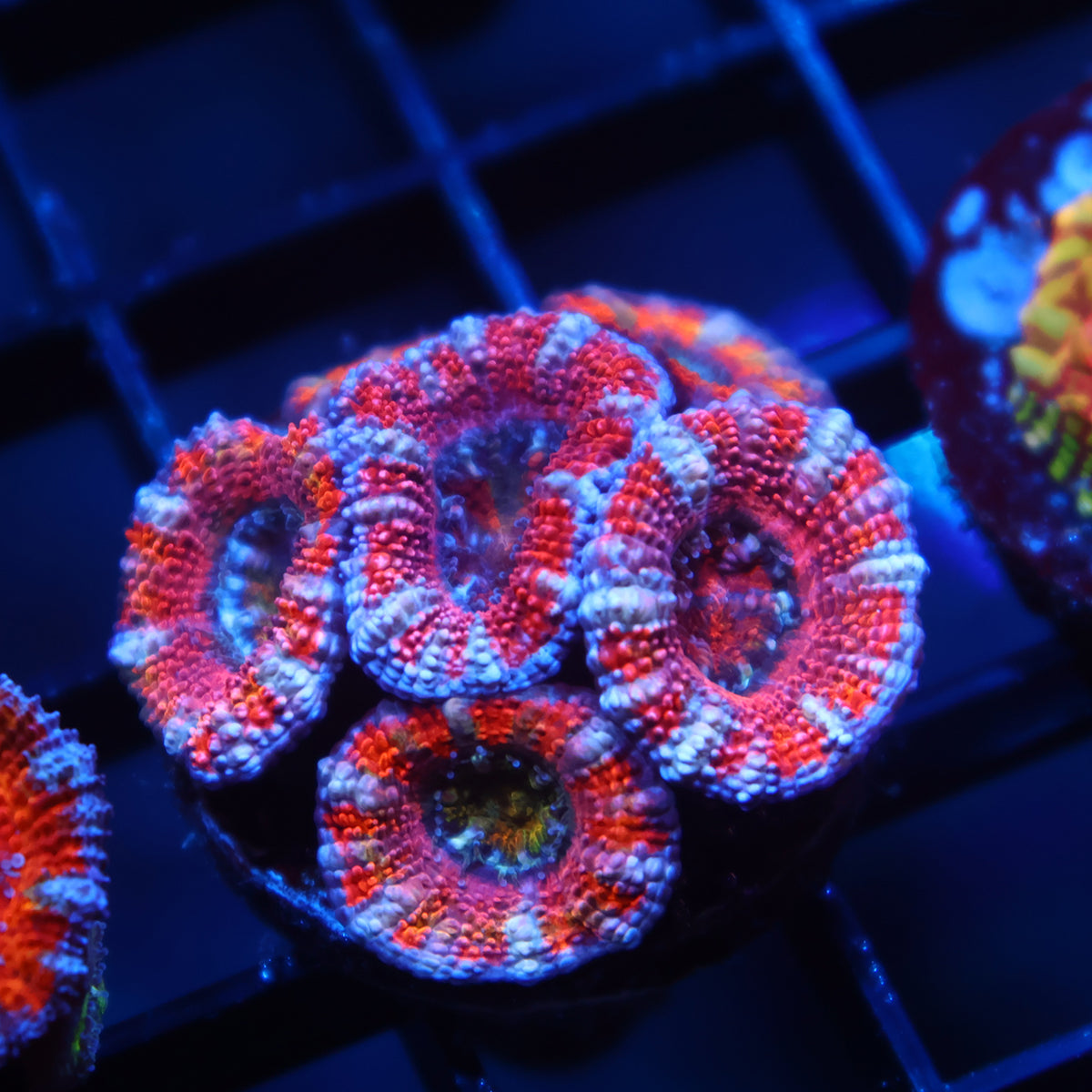 TCK Pink Acan Lord