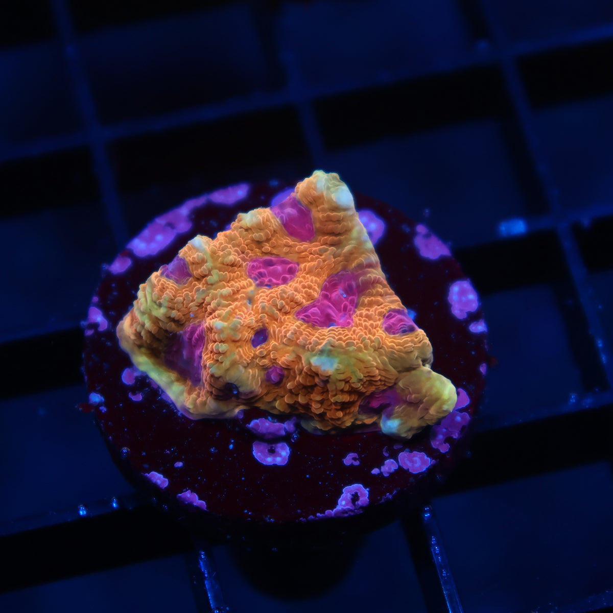 TCK Orange Jester Favia