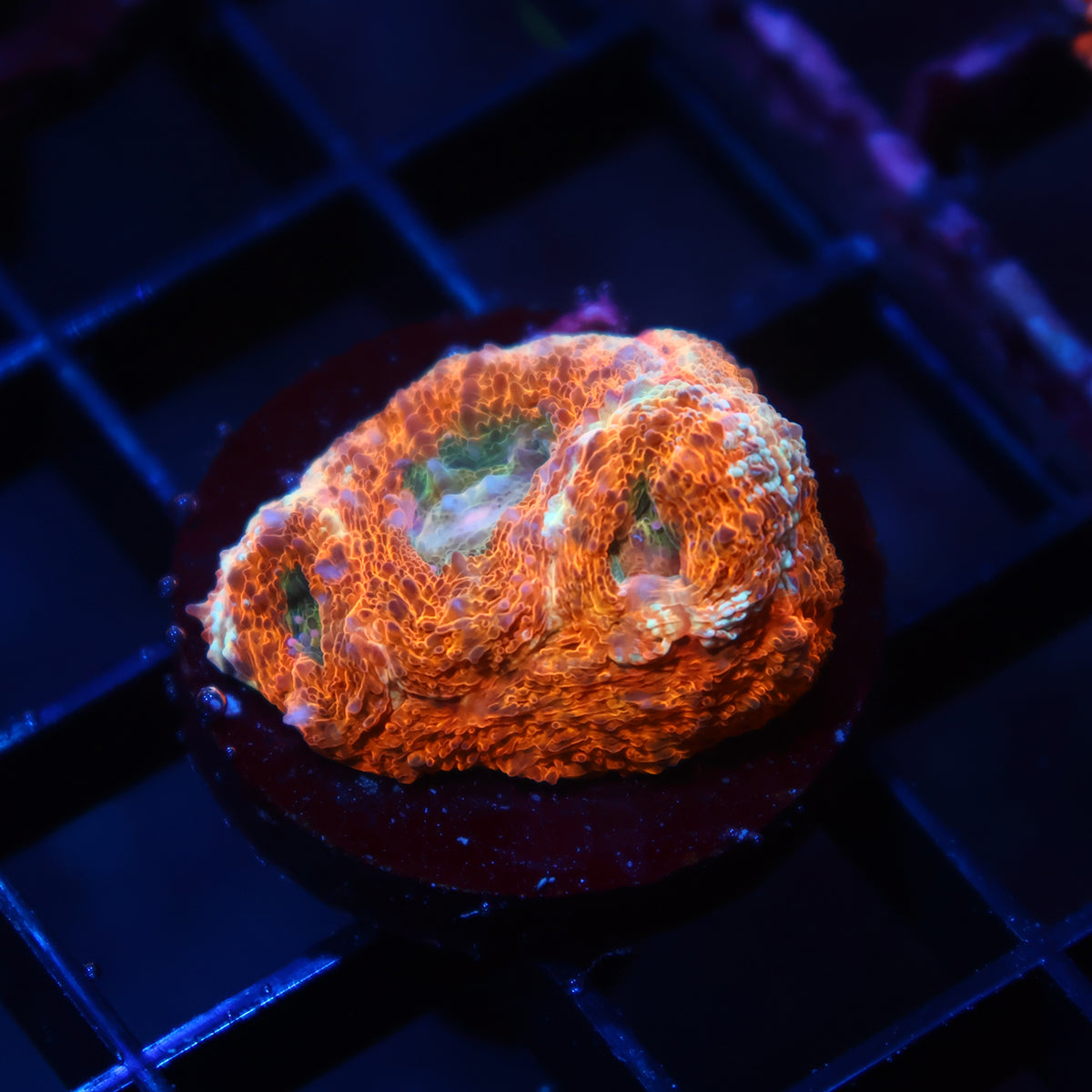TCK Orange Creamsicle Bowerbanki