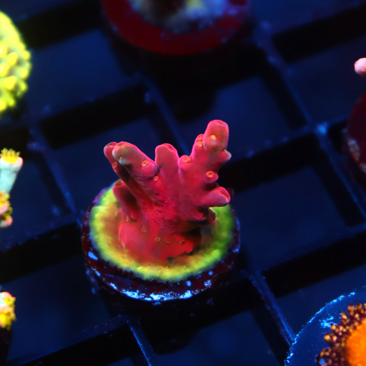 TCK Crazy Fire Blossom
