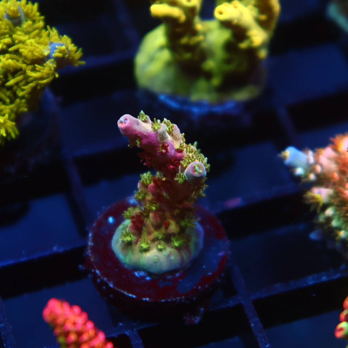 TCK Grafted Kaleidoscope