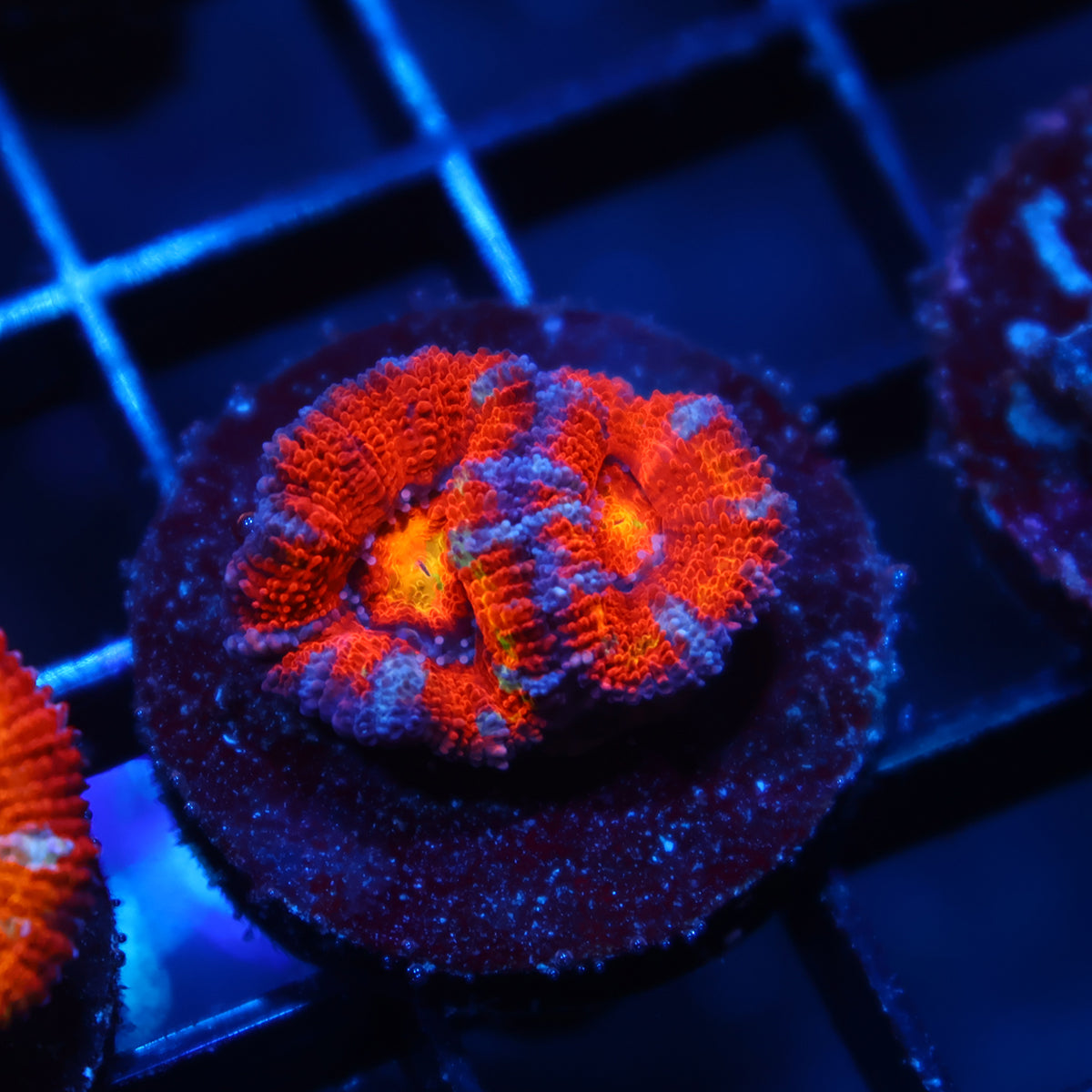 TCK Rainbow Swirl Acan Lord