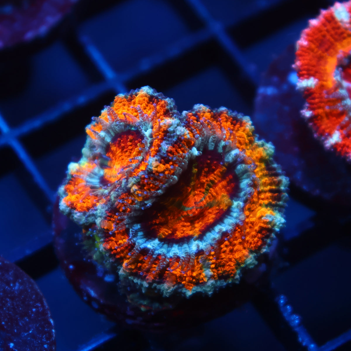 TCK Awesome Orange Acan Lord