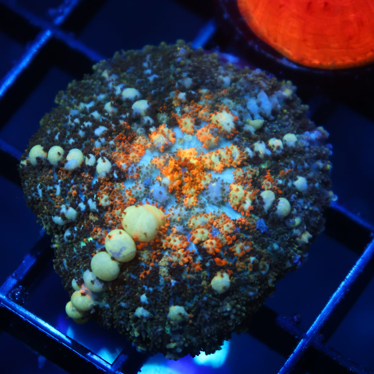 TCK Powerball Bounce Mushroom