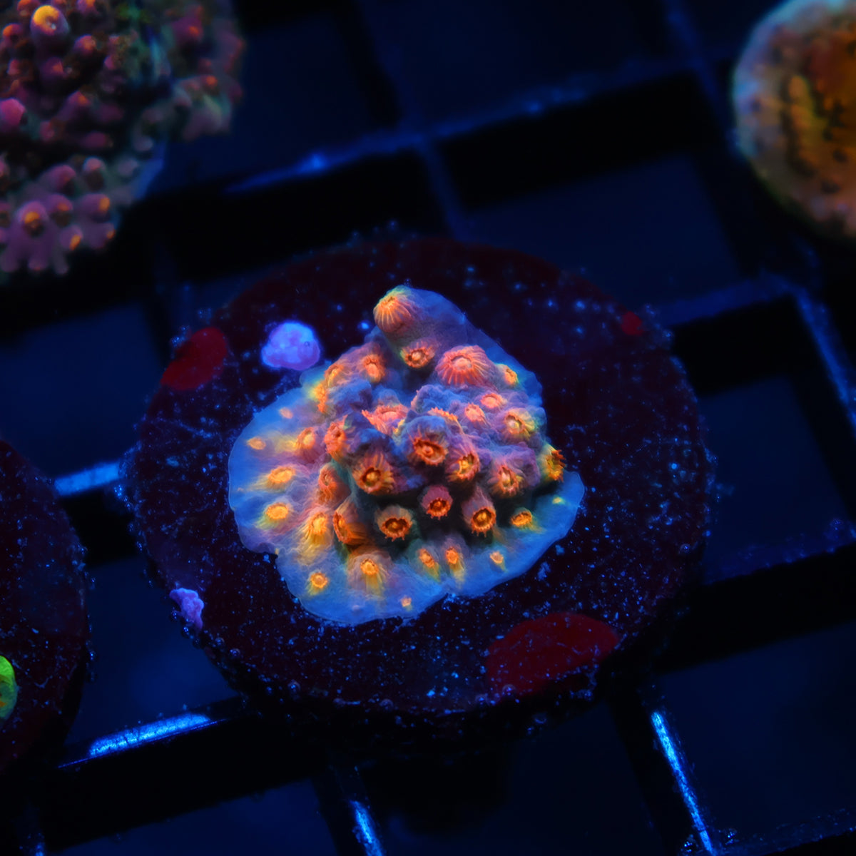 ARC Monet's Madness Cyphastrea