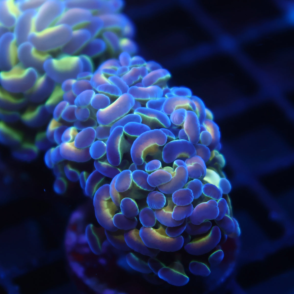 TCK Branching Holographic Hammer